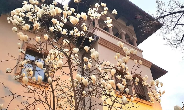magnolia copac
